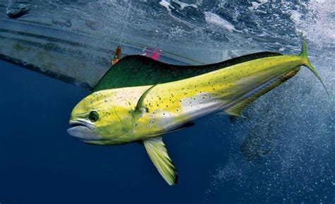 what is a dorado fish | dr-fishing-cap-dorado #deepseafishing #fishinglures | Sea fish, Deep sea ...