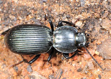 Black Ground Beetle - ? Catadromus sp.