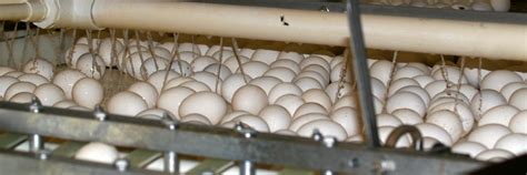 Ohioans charged for forcing immigrant minors to work at egg farms ...