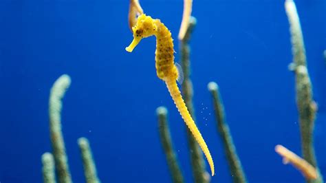 Different Types Of Seahorse Species: The 8 Most Extreme | Citrus Reef