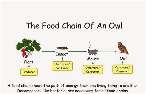 Science online: The energy paths through the living organisms in the food chains and the food webs