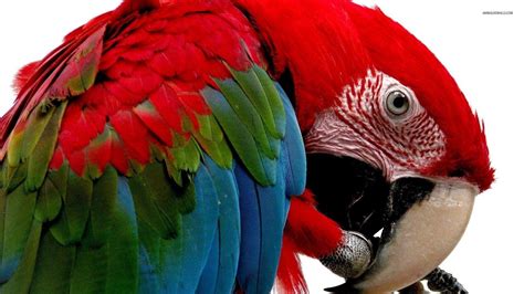 Macaw Parrot Wallpapers - Wallpaper Cave