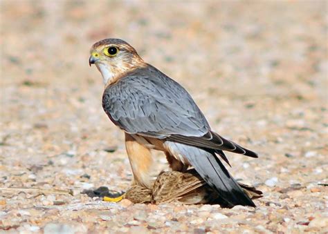 Merlin - BirdForum Opus | BirdForum