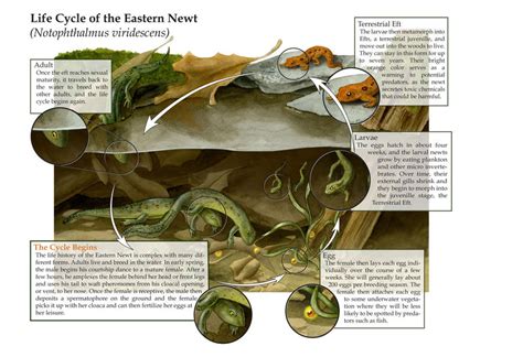 Life Cycle of the Eastern Newt by elizabethnixon on DeviantArt