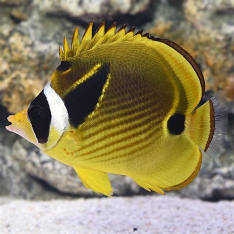 Raccoon Butterflyfish | Butterfly fish, Saltwater aquarium fish ...