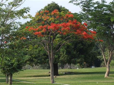 Free picture: tree, orange flowers