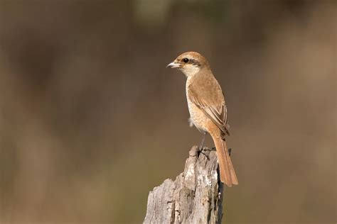 India Birding Tours - Birdwatching Holidays - Tigers - Birdquest