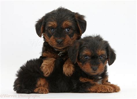 Dogs: Yorkipoo pups, 6 weeks old photo WP33885