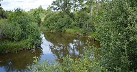 Buffer riparian strips reduce water pollution while protecting soil health