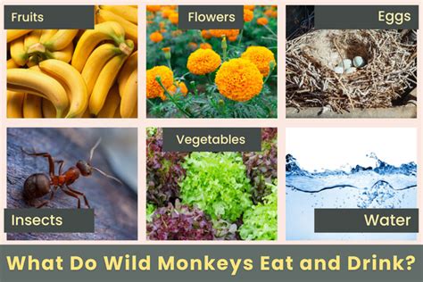 What Do Wild Monkeys Eat and Drink? - Wild Monkeys Diet