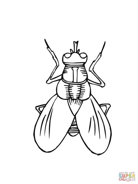 Fly Guy Coloring Pages Printables Coloring Pages