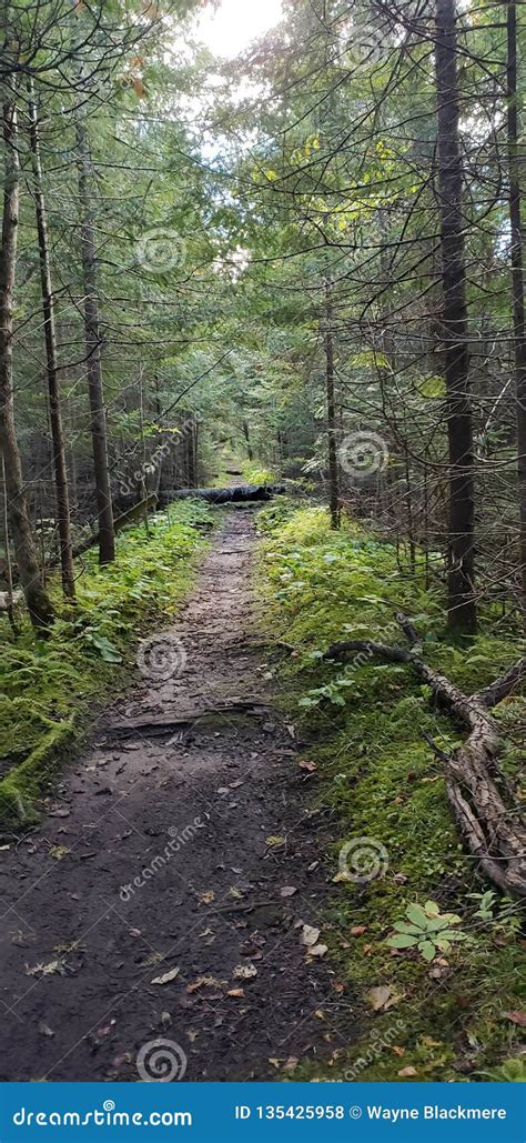 When a Tree Falls in the Forest Stock Photo - Image of forest, falls: 135425958