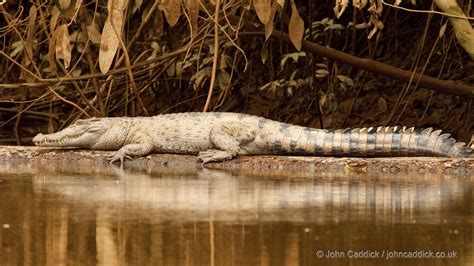 New Guinea Crocodile - John Caddick | John Caddick