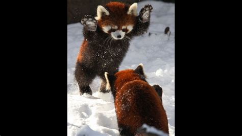 TWO RED PANDAS FIGHTING!!! (Super rare) - YouTube