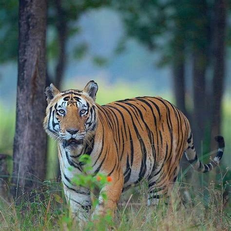 Royal Bengal Tiger | How they look like? What they Eat? & Unique Facts