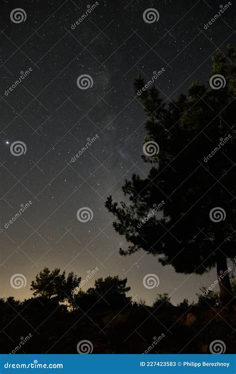 Pine Tree Against Starry Night Sky Stock Image - Image of astrology, nature: 227423583