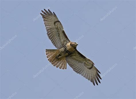 Red Tailed Hawk wingspan Stock Photo by ©Loganimages 102364350