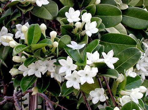 THE MADAGASCAR JASMINE - Stephanotis floribunda |The Garden of Eaden