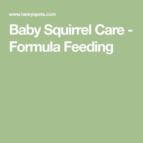 Baby Squirrel Care - Formula Feeding (With images) | Baby squirrel care