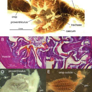 Gryllus bimaculatus, lining of proventriculus. SEM. (A) Entire inverted... | Download Scientific ...