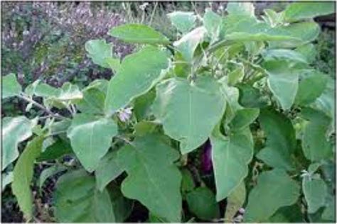 Brinjal Leaves Benefits In Hindi: बैंगन के साथ-साथ अब करें इसकी पत्तियों का भी सेवन, सेहत के लिए ...