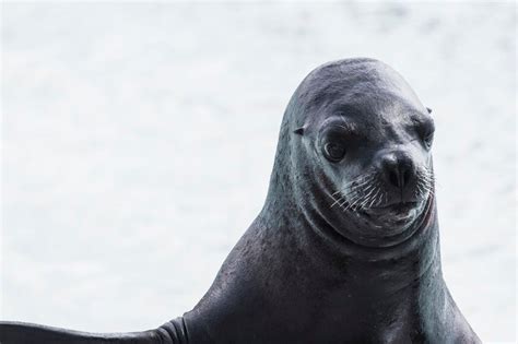 Free stock photo of animal, sea dog, seal