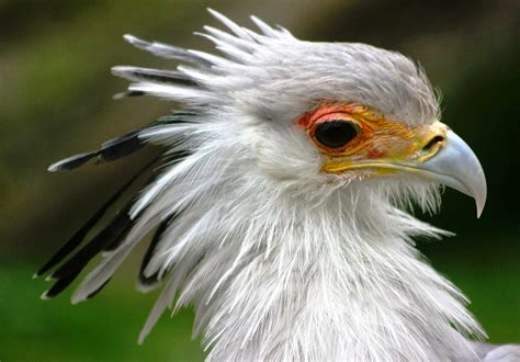 World Beautiful Birds : Secretary Bird Facts | Information & Lates Pictures