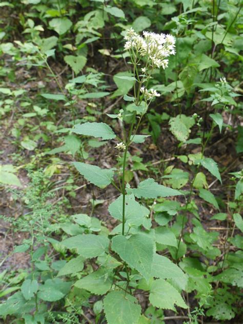 White snakeroot and boneset | Identify that Plant