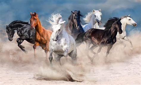 Galloping Horse Wallpapers - Top Free Galloping Horse Backgrounds ...