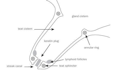 Sheep and goat udders: understanding the basics of anatomy & physiology