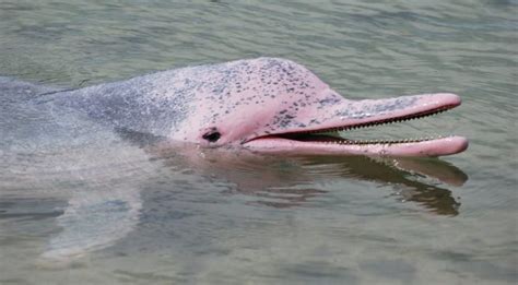 Pink Amazon River Dolphin Facts | Amazon Cruises