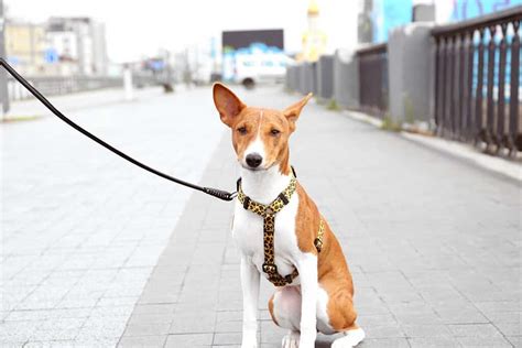 Basenji Progression: Growth Chart, Milestones, and Training Tips