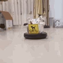 Cat Driving A Roomba GIF | GIFDB.com