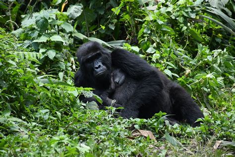 Feature: Uganda experiences mountain gorilla baby boom - Xinhua ...