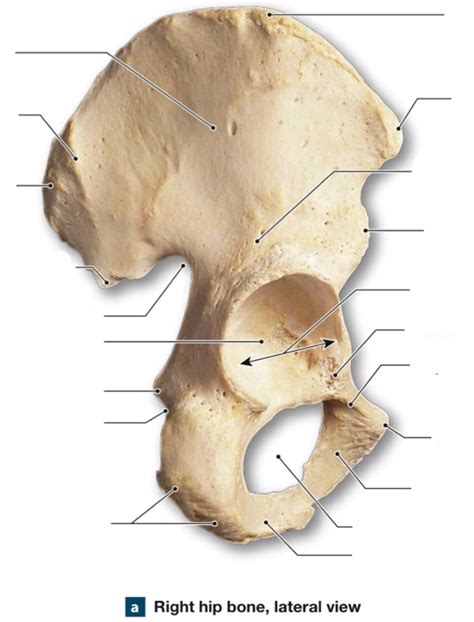 lateral right hip bone Diagram | Quizlet