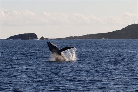 Augusta Whale Watching - WE'RE BACK! - Naturaliste Charters