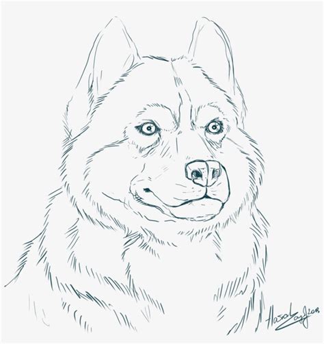 Siberian Husky Coloring Pages With Realistic - Realistic Husky Coloring Pages PNG Image ...