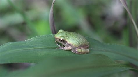 Animals - Big Thicket National Preserve (U.S. National Park Service)