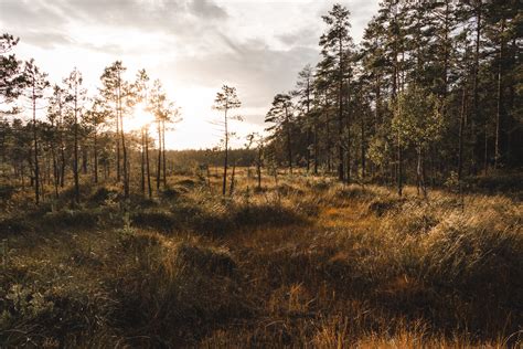 Peat formation - International Peatland Society