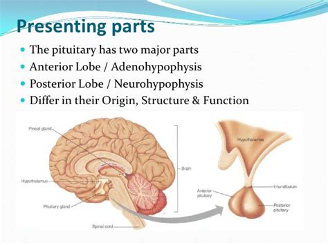 Pituitary gland