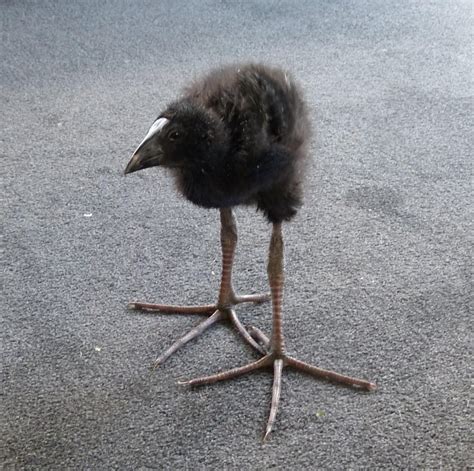 Baby pūkeko are built totally out of proportion : newzealand