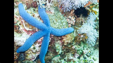 Blue Starfish: Everything about this beautiful marine species