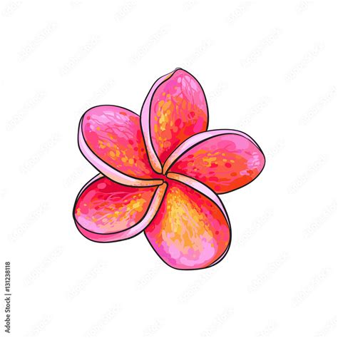 Single pink plumeria, frangipani tropical flower, sketch style vector ...