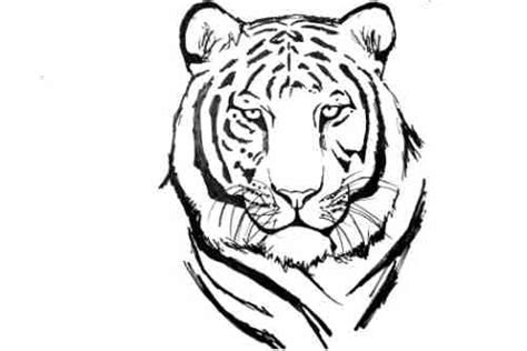 How To Draw White Tiger | How To Draw A White Tiger Face Step By Step ...