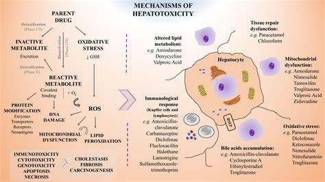 Frontiers | A Critical Perspective on 3D Liver Models for Drug ...