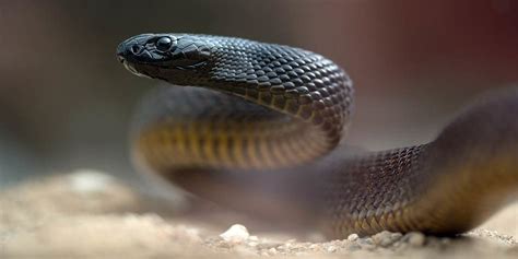 Inland taipan – the most venomous snake | DinoAnimals.com