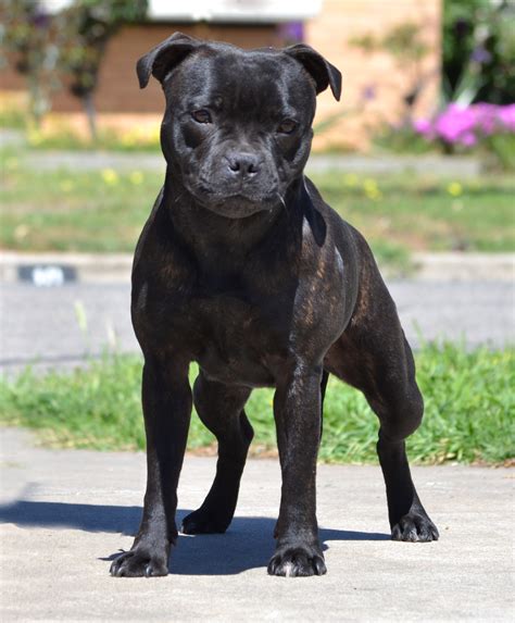 English Staffy Puppies For Sale Melbourne Vic