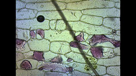 Red Onion Plasmolysis and Cytolysis - YouTube