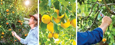 It’s time to prune citrus - Gardening Australia