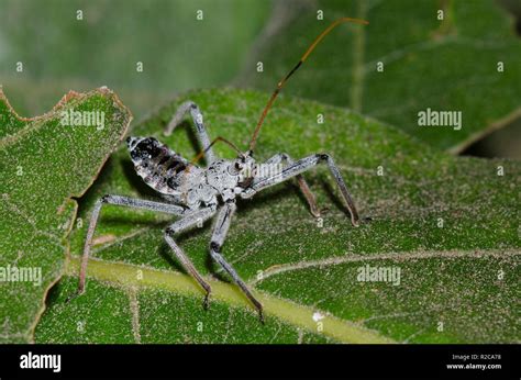 Wheel Bug, Arilus cristatus, nymph Stock Photo - Alamy